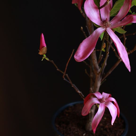 Магнолия (Magnolia)
