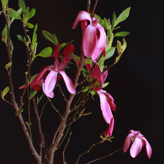 Магнолия (Magnolia)