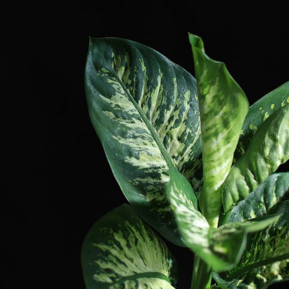 Диффенбахия Тропик Сноу (Dieffenbachia seguine Tropic Snow)