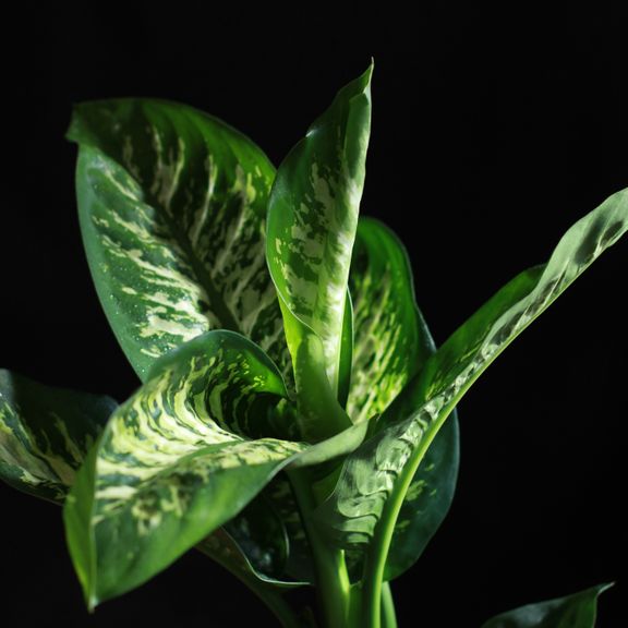 Диффенбахия Тропик Сноу (Dieffenbachia seguine Tropic Snow)
