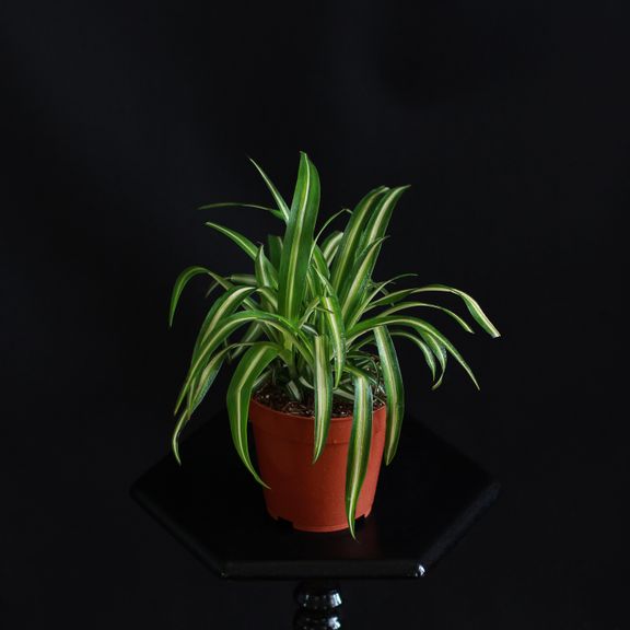 Хлорофитум Вариегатум (Chlorophytum comosum Variegatum)