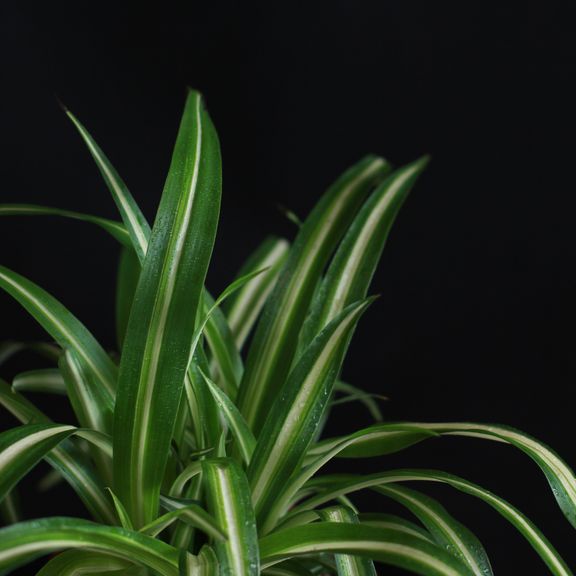 Хлорофитум Вариегатум (Chlorophytum comosum Variegatum)
