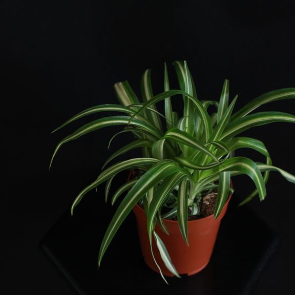Хлорофитум Вариегатум (Chlorophytum comosum Variegatum)