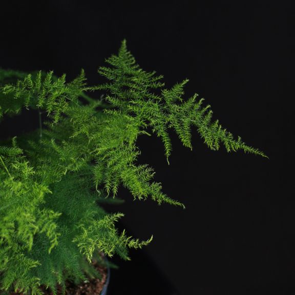 Аспарагус Плюмозус (Asparagus Plumosus)