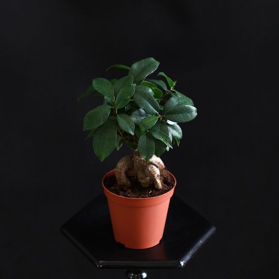 Фикус Мирокарпа Гинсенг (Ficus microcarpa Ginseng)