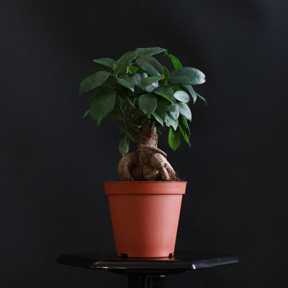 Фикус Мирокарпа Гинсенг (Ficus microcarpa Ginseng)