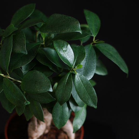 Фикус Мирокарпа Гинсенг (Ficus microcarpa Ginseng)