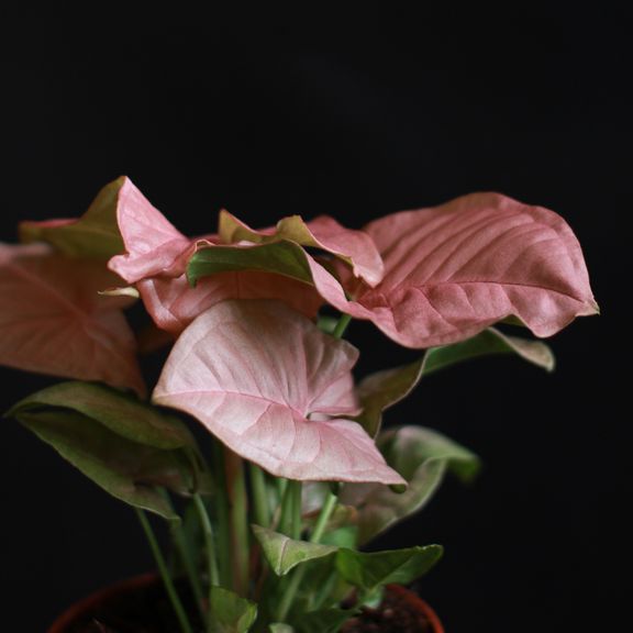Сингониум Неон (Syngonium podophyllum Neon)