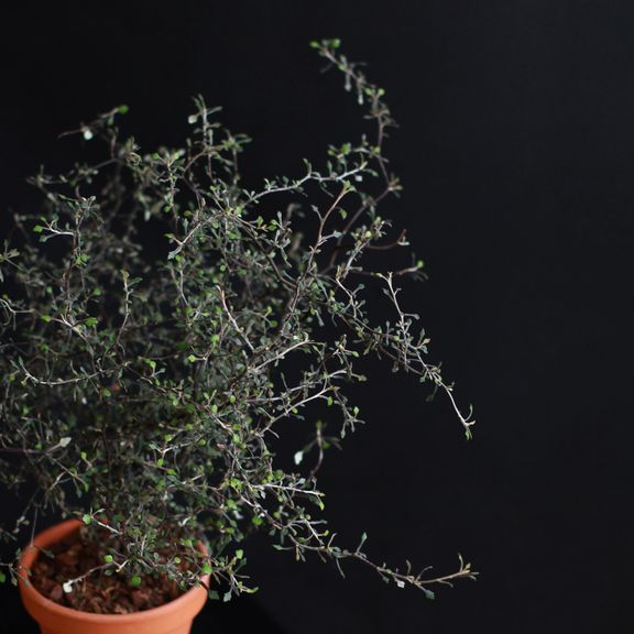 Корокия Котонеастер (Corokia Cotoneaster)