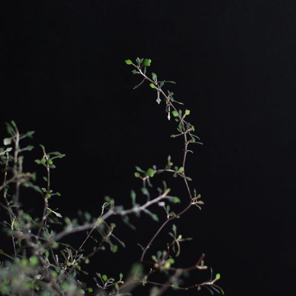 Корокия Котонеастер (Corokia Cotoneaster)