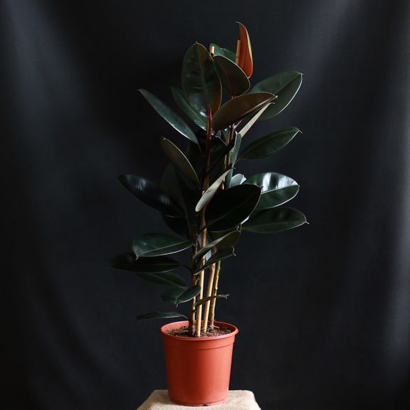 Фикус эластика Абиджан (Ficus elastica «Abidjan»)