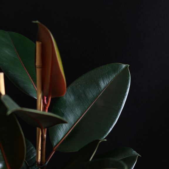 Фикус эластика Абиджан (Ficus elastica «Abidjan»)