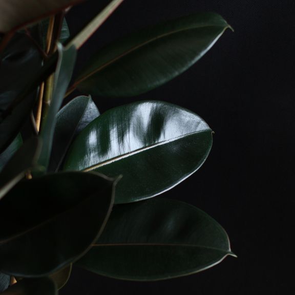 Фикус эластика Абиджан (Ficus elastica «Abidjan»)