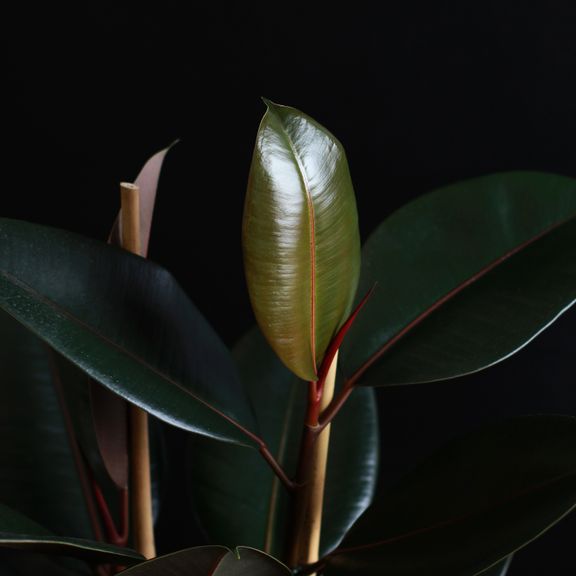 Фикус эластика Абиджан (Ficus elastica «Abidjan»)