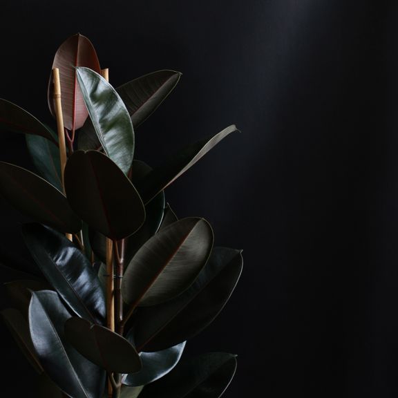 Фикус эластика Абиджан (Ficus elastica «Abidjan»)