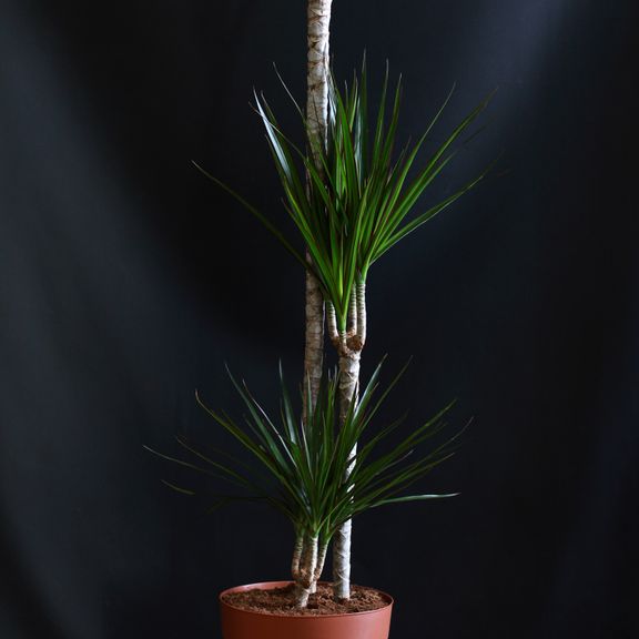 Драцена маргината (Dracaena marginata)