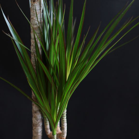 Драцена маргината (Dracaena marginata)