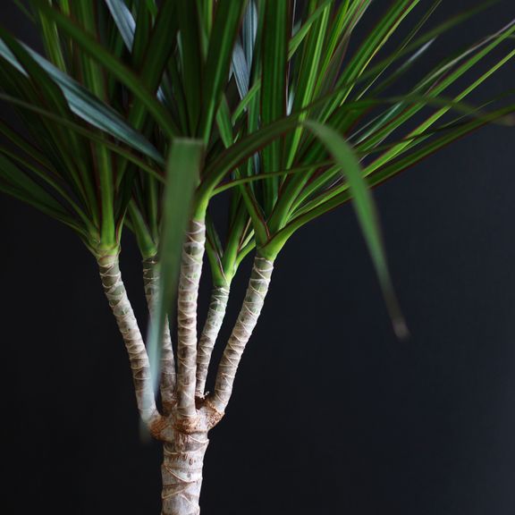 Драцена маргината (Dracaena marginata)