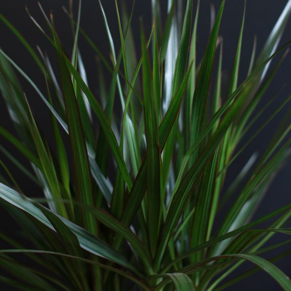 Драцена маргината (Dracaena marginata)