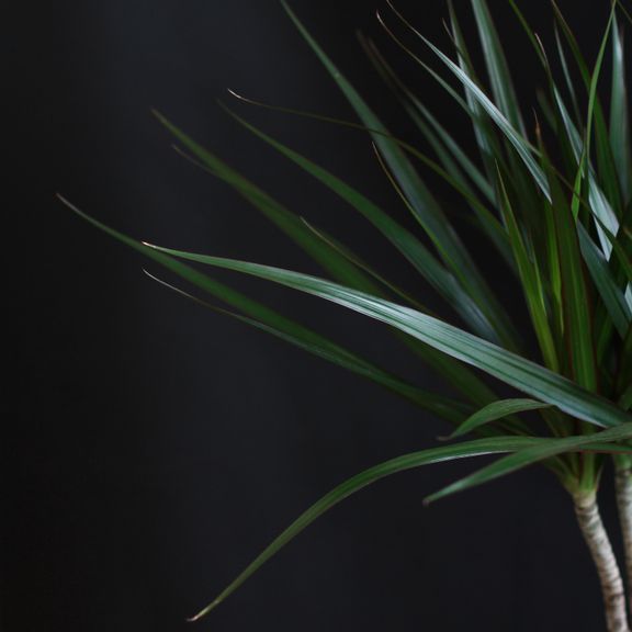 Драцена маргината (Dracaena marginata)