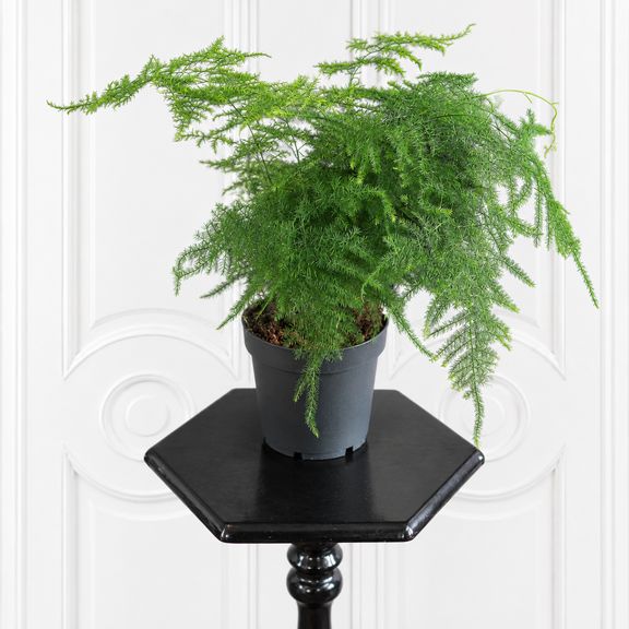 Аспарагус Плюмозус «Asparagus setaceus» 35 см