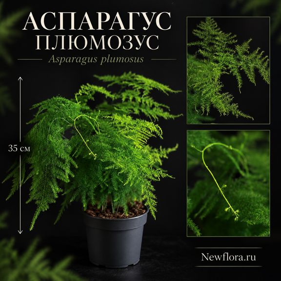 Аспарагус Плюмозус «Asparagus setaceus» 35 см