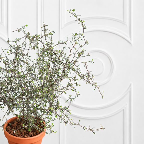 Корокия Котонеастер (Corokia Cotoneaster) 40 см