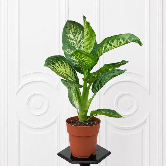 Диффенбахия Тропик Сноу «Dieffenbachia seguine Tropic Snow» 70 см