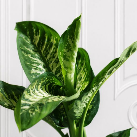 Диффенбахия Тропик Сноу «Dieffenbachia seguine Tropic Snow» 70 см