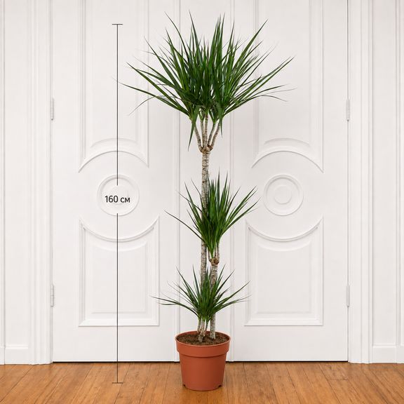 Драцена маргината (Dracaena marginata) 160 см, 3 ствола