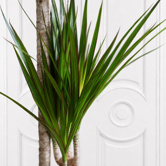 Драцена маргината (Dracaena marginata) 160 см, 3 ствола