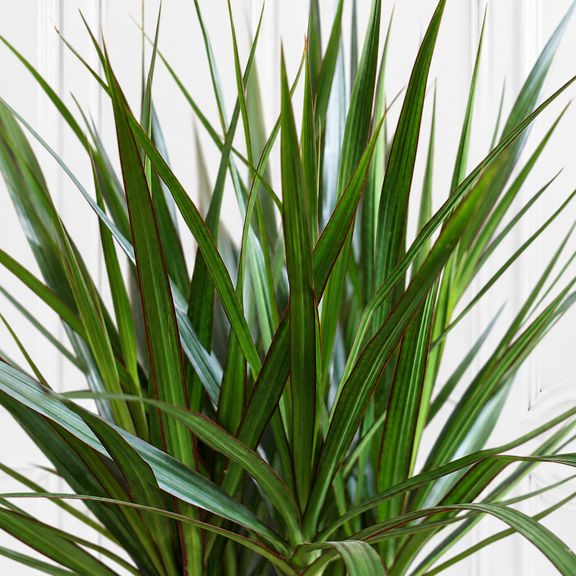 Драцена маргината (Dracaena marginata) 160 см, 3 ствола