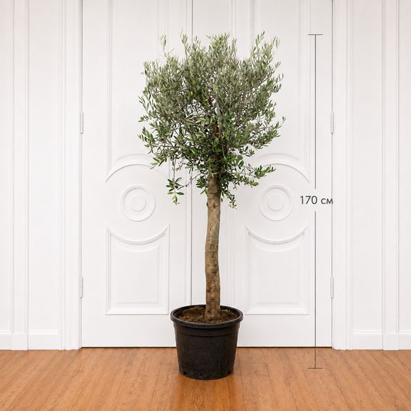 Оливковое дерево «Европейское» (Olea europaea) 160-170 см
