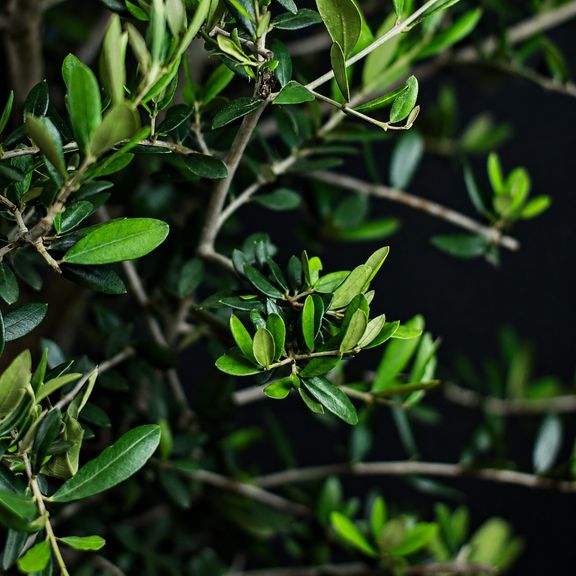 Оливковое дерево «Европейское» (Olea europaea) 160-170 см