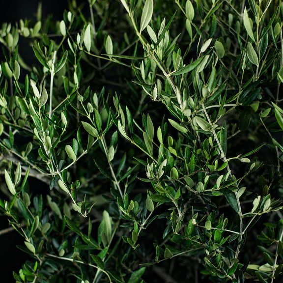 Оливковое дерево «Европейское» (Olea europaea) 160-170 см