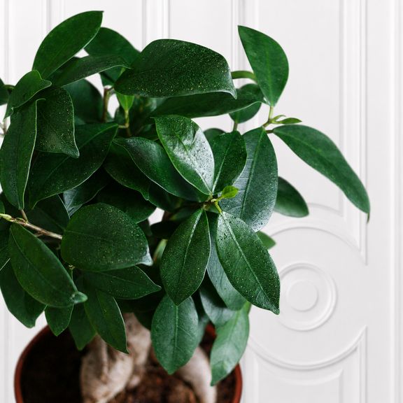 Фикус Микрокарgа Гинсенг (Ficus microcarpa Ginseng) 30 см