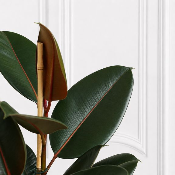 Фикус эластика Абиджан (Ficus elastica «Abidjan») 120 см, 2 ствола