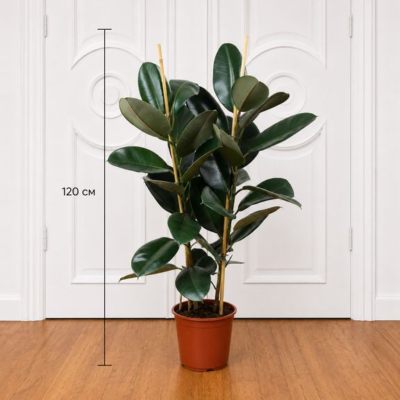 Фикус эластика «Робуста» (Ficus elastica «Robusta») 120 см, 2 ствола