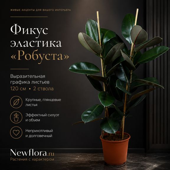 Фикус эластика «Робуста» (Ficus elastica «Robusta») 120 см, 2 ствола