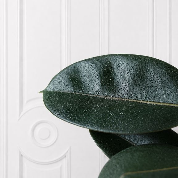 Фикус эластика «Робуста» (Ficus elastica «Robusta») 120 см, 2 ствола