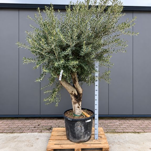 Оливковое дерево «Европейское» (Olea europaea) 220-240 см