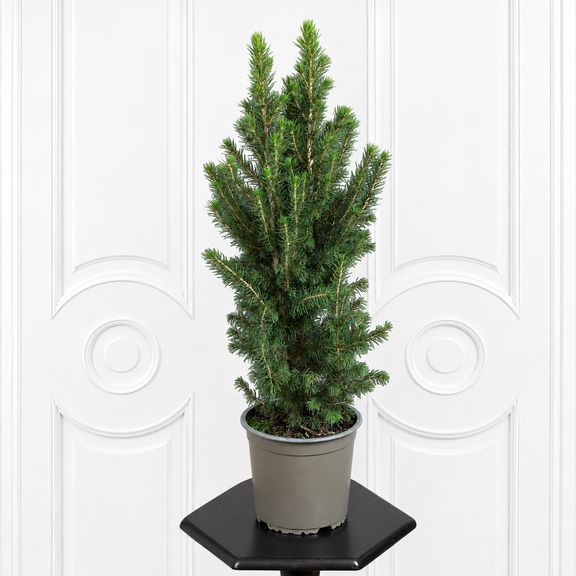 Ель канадская «Коника» (Picea glauca Conica), карликовая в горшке 50 см