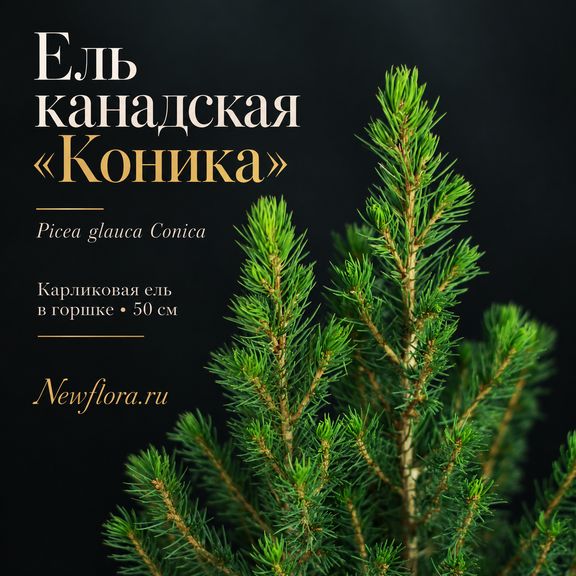 Ель канадская «Коника» (Picea glauca Conica), карликовая в горшке 50 см