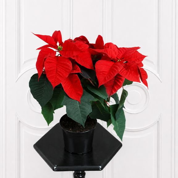 Пуансеттия красная (Euphorbia pulcherrima) 35-40 см