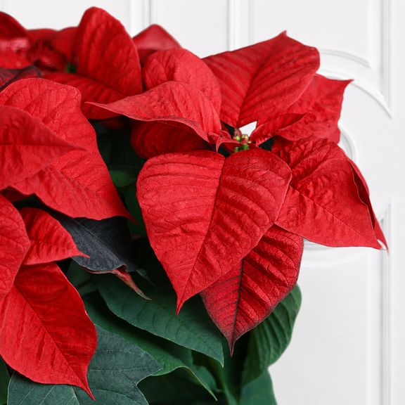 Пуансеттия красная (Euphorbia pulcherrima) 35-40 см