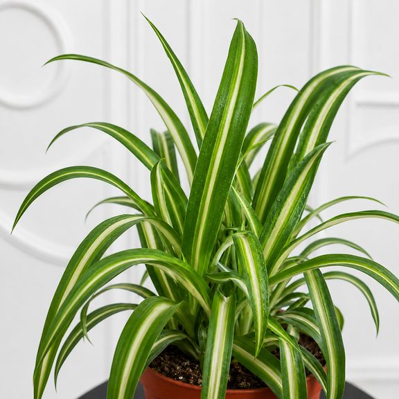 Хлорофитум Вариегатум (Chlorophytum comosum Variegatum) 25 см