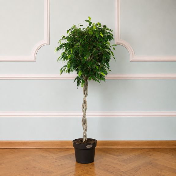 Фикус Бенджамина (Ficus benjamina) 140 см
