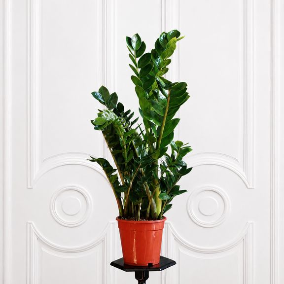 Замиокулькас «Zamiifolia» 100 см, 9-10 стеблей