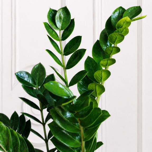 Замиокулькас «Zamiifolia» 120 см, 9-10 стеблей