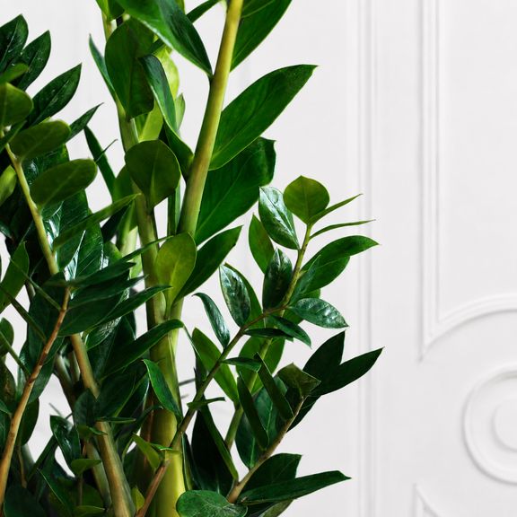 Замиокулькас «Zamiifolia» 100 см, 9-10 стеблей